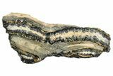Mammoth Molar Slice with Case - South Carolina #193829-1